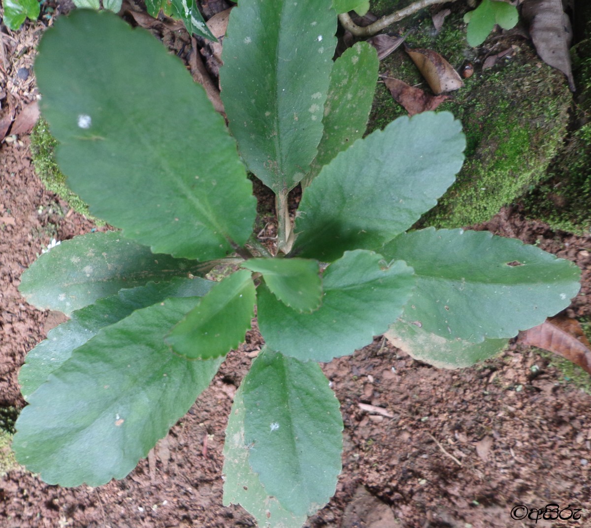 Kalanchoe pinnata (Lam.) Pers.